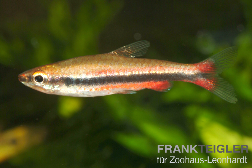 Längsbandziersalmler, Nannostomus beckfordi
