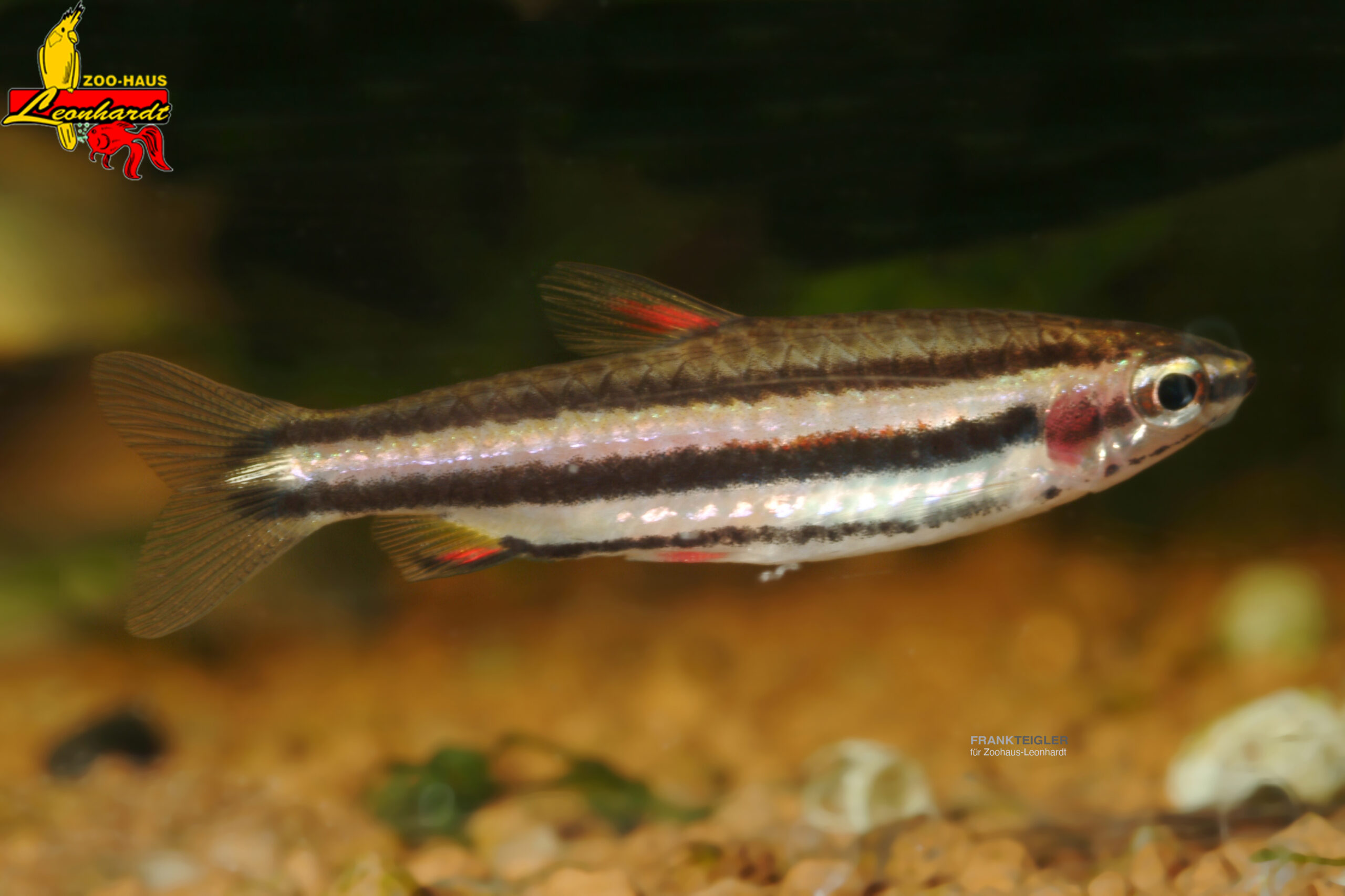 Zwerg Ziersalmler – Bild 2