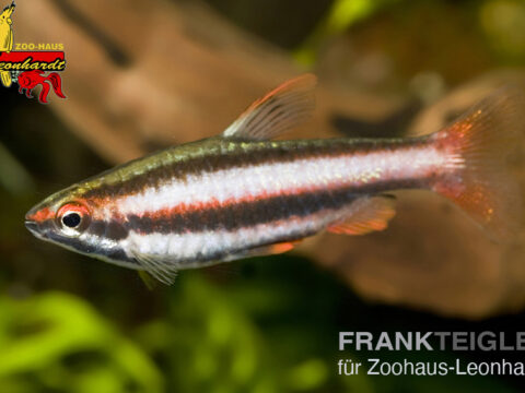 Zwerg Ziersalmler