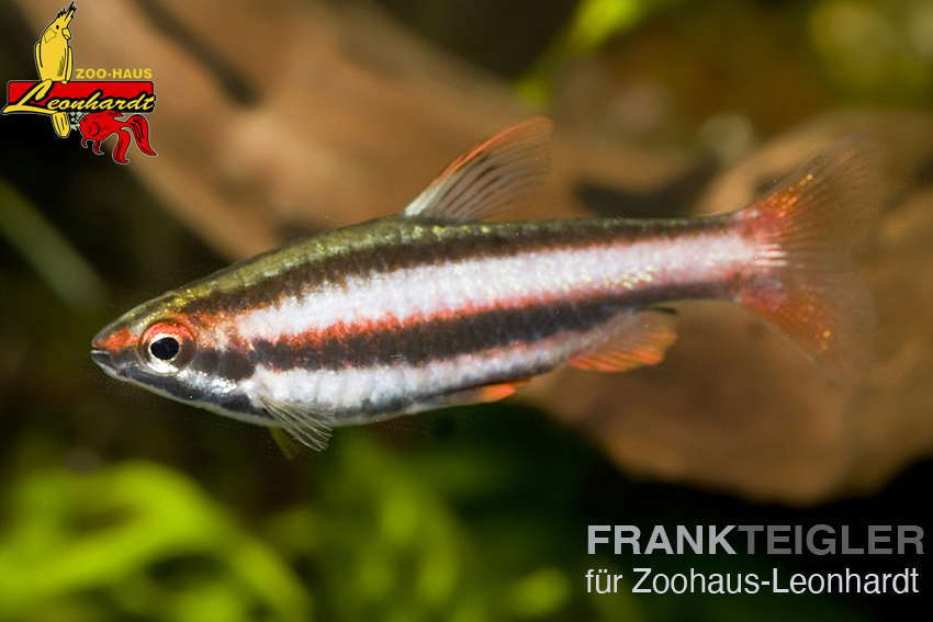 Zwerg Ziersalmler