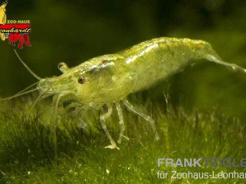Gelbe Feuergarnele, Neocaridina heteropoda var. Yellow