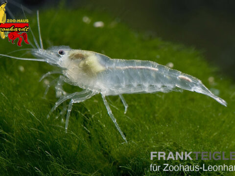 Weißperlengarnele