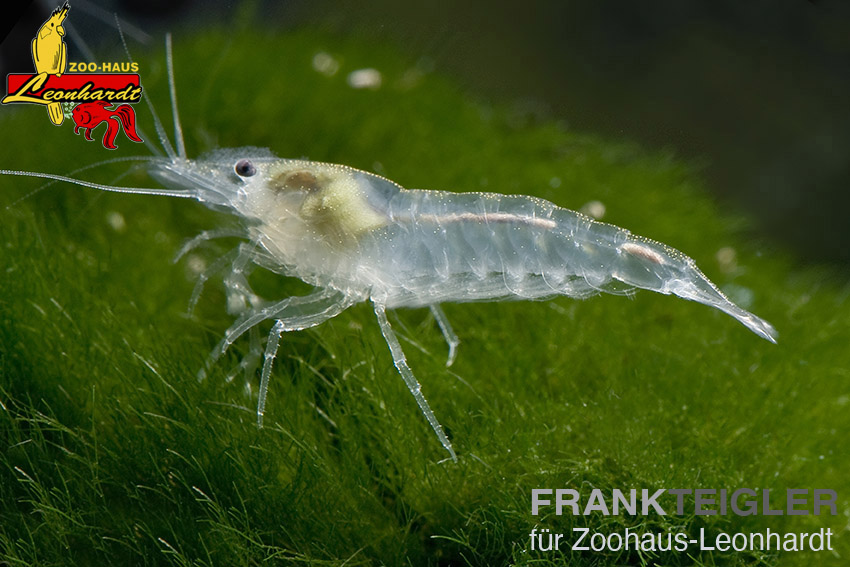 Weißperlengarnele