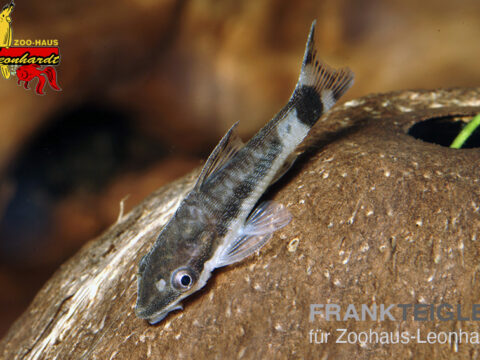 Ohrgitterharnischwels