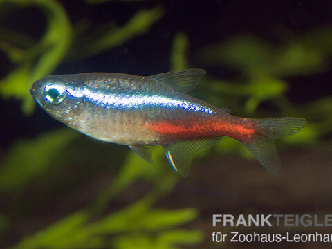 Neon Salmler, Paracheirodon innesi