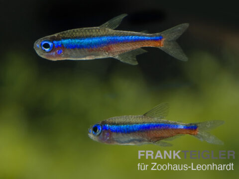 Blauer Neon