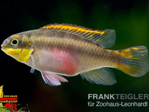 Purpur Prachtbarsch