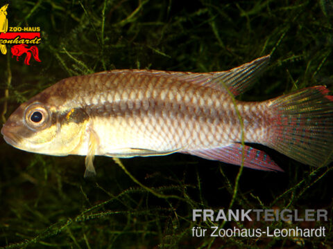 Augenfleck-Prachtbarsch