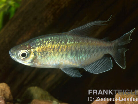 Blauer Kongosalmler