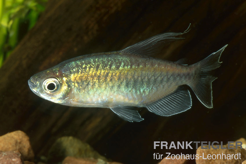 Blauer Kongosalmler