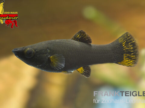 Black Molly, Poecilia sphenops