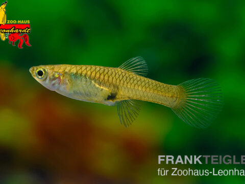 Guppy Weibchen