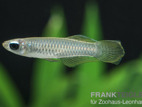 Blauer Leuchtaugenfisch, Poropanchax normani