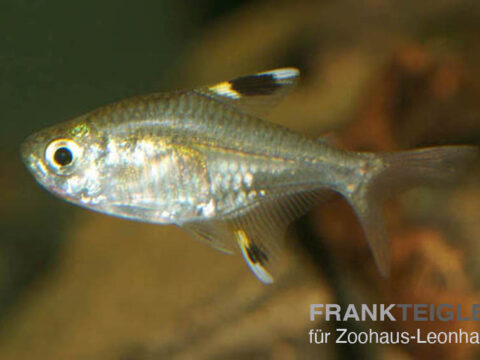 Sternfleck-Salmler, Pristella maxillaris