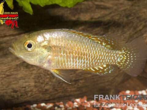 Kleiner Vielfarben Maulbrüter