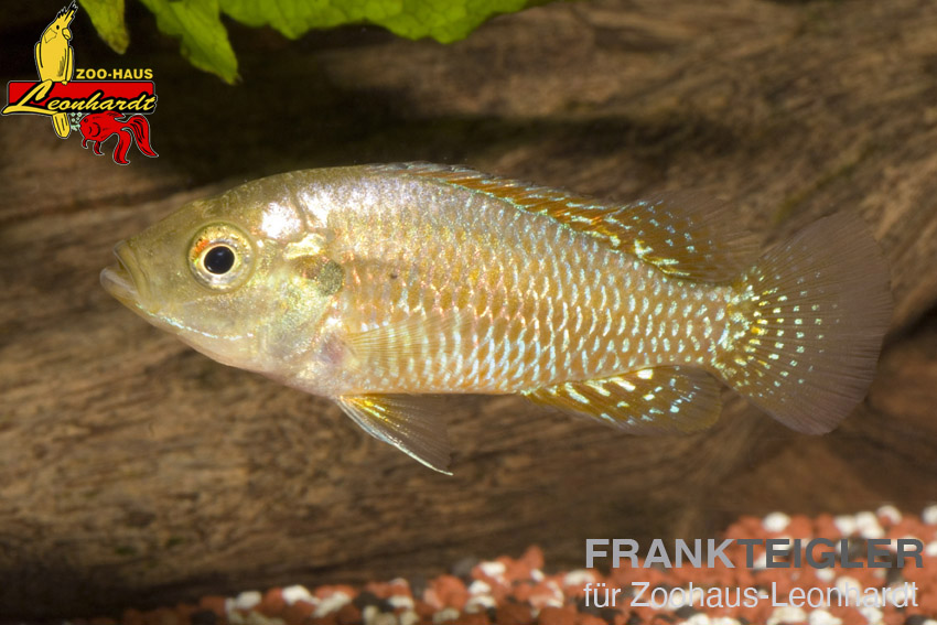 Kleiner Vielfarben Maulbrüter