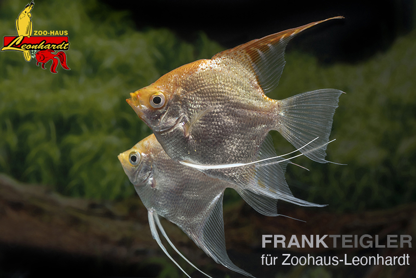 Segelflosser, Pterophyllum scalare – Bild 5