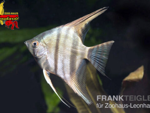 Segelflosser, Pterophyllum scalare