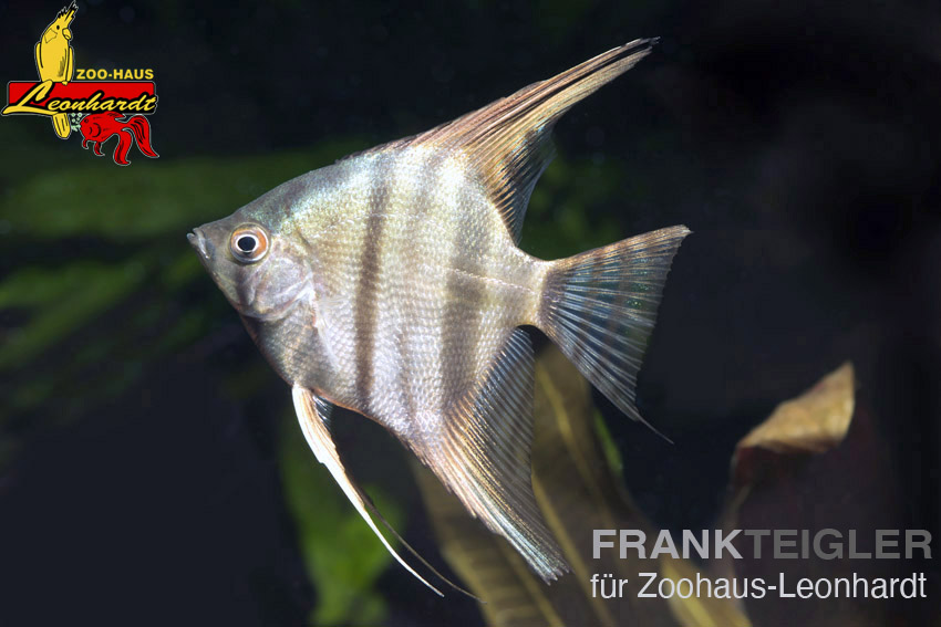 Segelflosser, Pterophyllum scalare