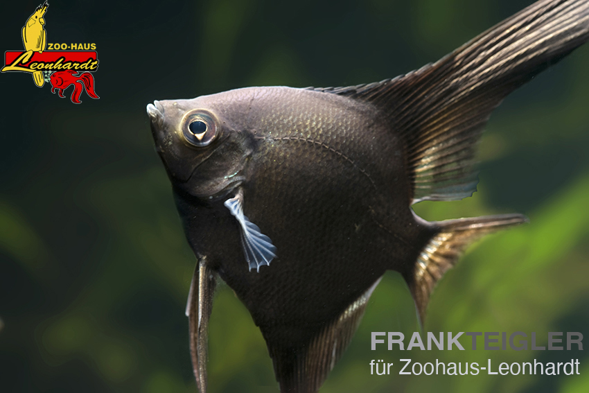 Segelflosser, Pterophyllum scalare – Bild 4