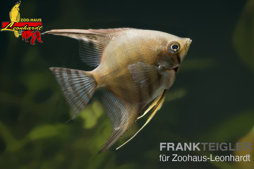 Segelflosser, Pterophyllum scalare – Bild 2