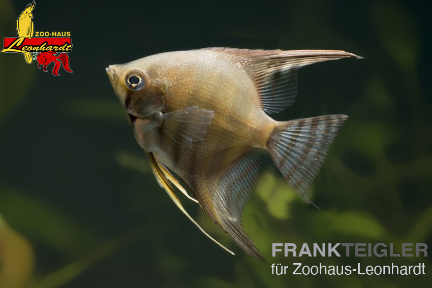 Segelflosser, Pterophyllum scalare – Bild 3