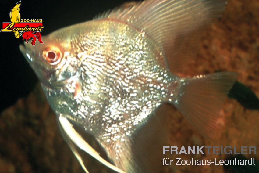 Segelflosser, Pterophyllum scalare – Bild 6