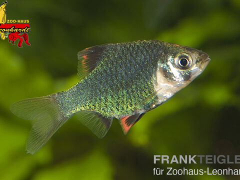 Moosgrüne Sumatrabarbe