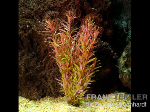 Kleine Rotala, Rotala rotundifolia