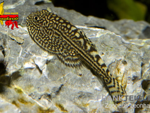 Goldring Flossensauger