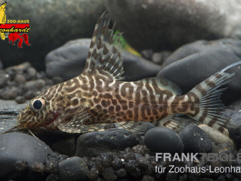 Hochflossen-Fiederbartwels