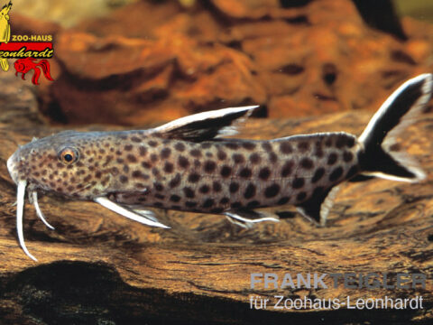 Kuckuck-Fiederbartwels