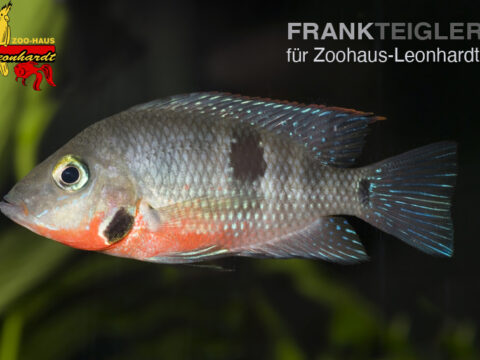 Feuermaul Buntbarsch