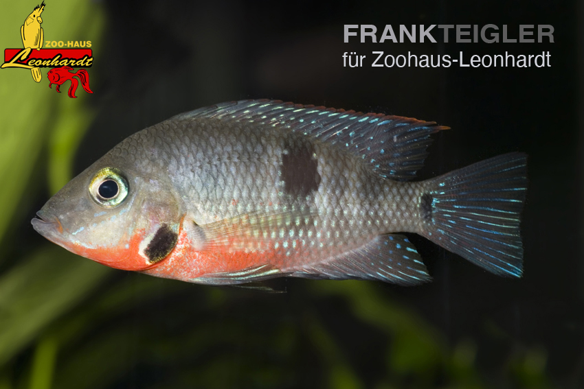 Feuermaul Buntbarsch