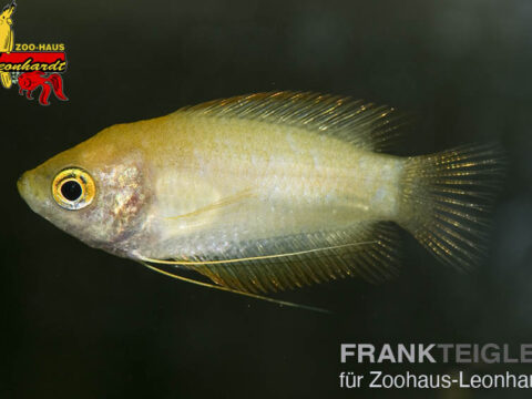 Honig Fadenfisch Gold