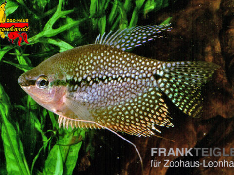 Mosaik-Fadenfisch