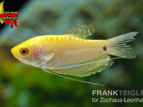 Blauer Fadenfisch (Gold)