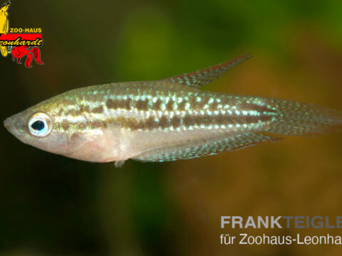 Zwerg Gurami