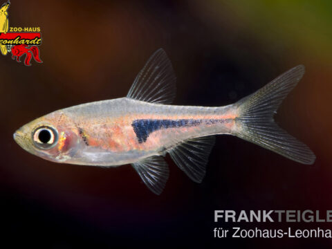 Espes Keilfleckbärbling