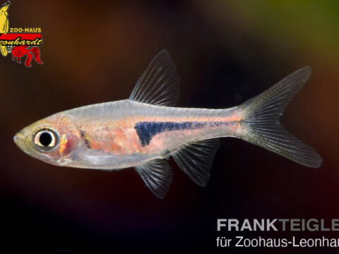 Keilfleckbärbling, Trigonostigma espei