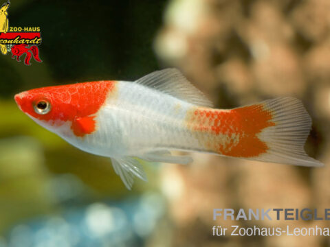 Schwertträger Kohaku