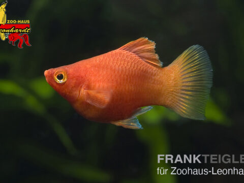 Platy Koralle Rot
