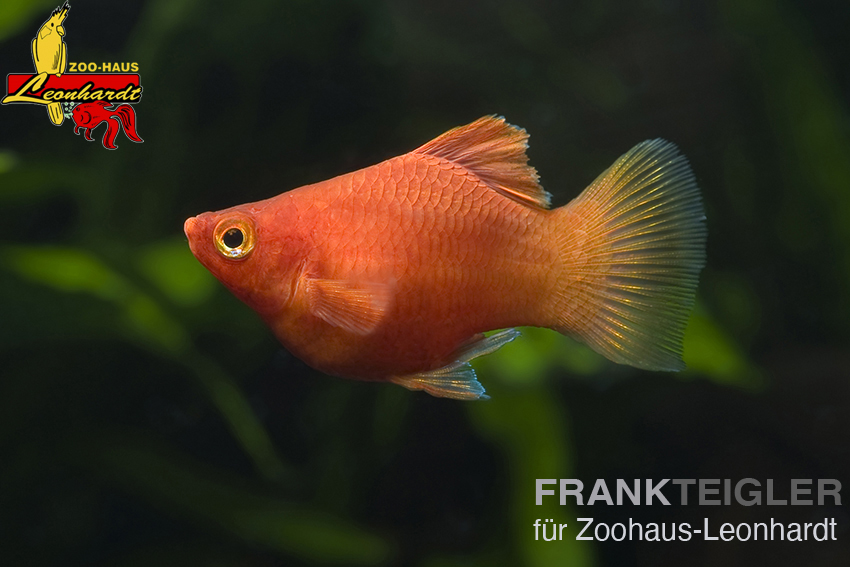 Platy Koralle Rot