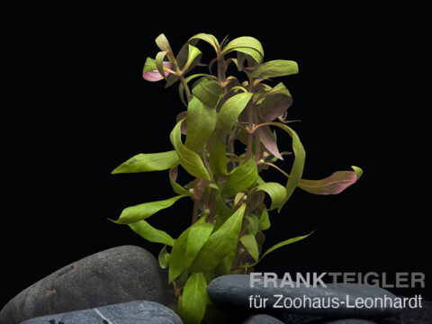 Rotes Papageienblatt Mini, Alternanthera reineckii Mini