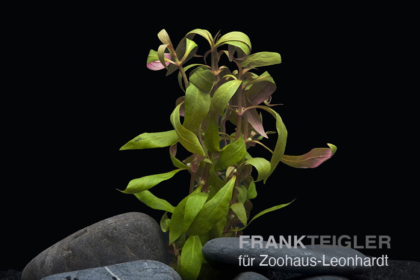 Rotes Papageienblatt Mini, Alternanthera reineckii Mini