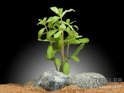 Große Cognacpflanze, Ammania gracilis