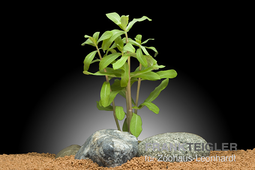 Große Cognacpflanze, Ammania gracilis