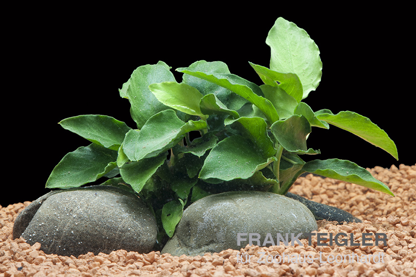 Afrikanisches Zwergspeerblatt, Anubias nana