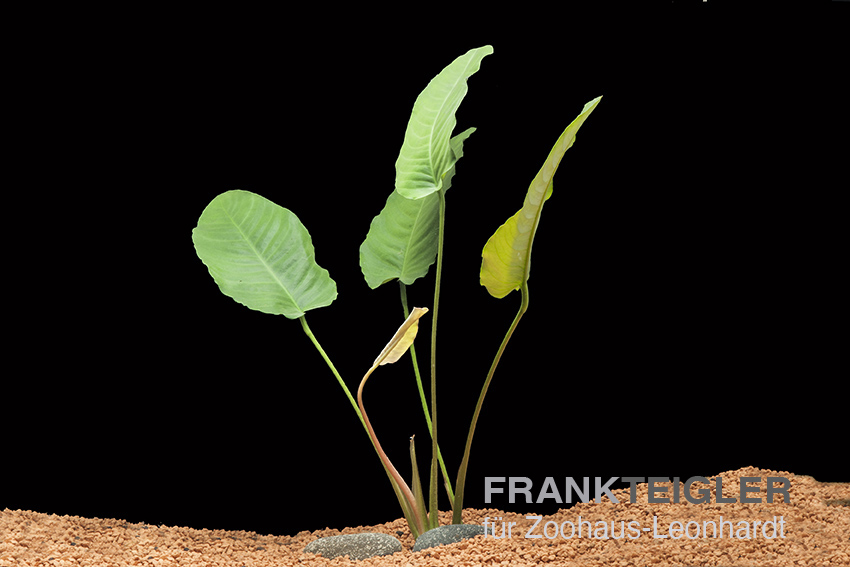 Barters Speerblatt, Anubias barteri – Bild 2