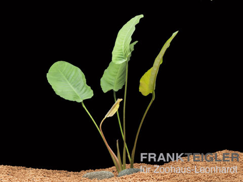 Barters Speerblatt, Anubias barteri